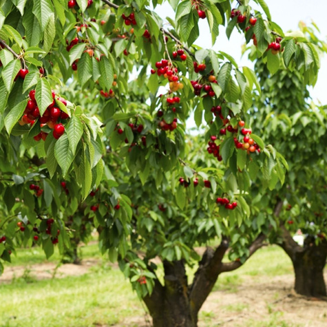 Czereśnia Rivan Wczesna START PACK