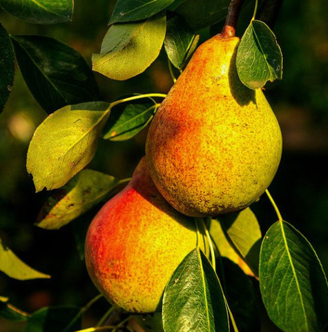 Grusza Kongresówka START PACK