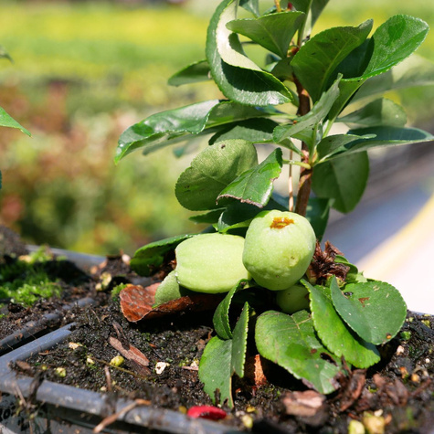 Pigwowiec pośredni Nicoline Ozdobny na Nalewki (P9)