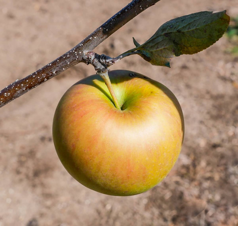 Jabłoń Koksa Pomarańczowa