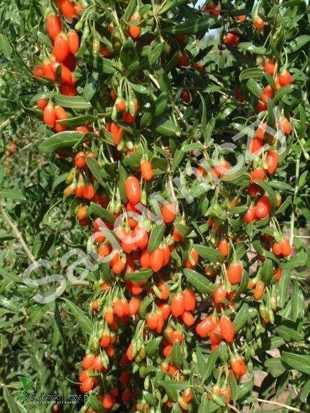 Jagoda Goji Kolcowój chiński sadzonki