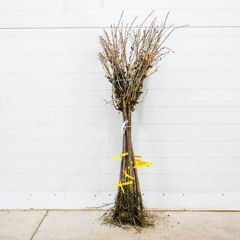 Agrest Czerwony na pniu START PACK