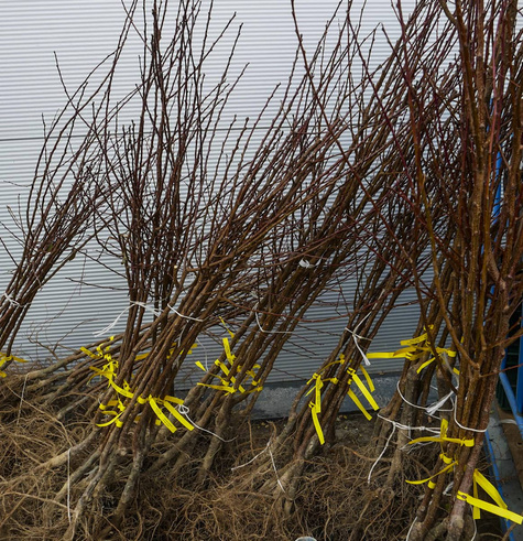 Brzoskwinia Sunhaven START PACK