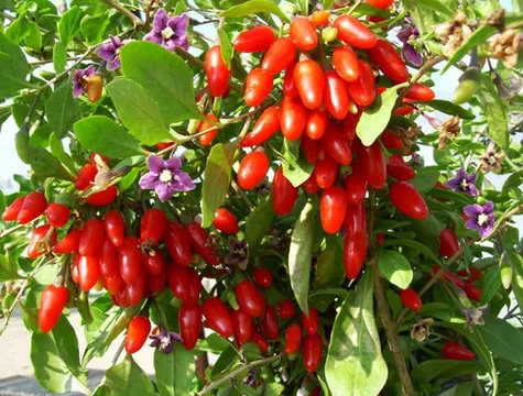 Jagoda Goji Kolcowój chiński New Big