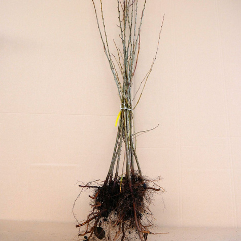 Irga błyszcząca Miododajna na żywopłot Plant Pack