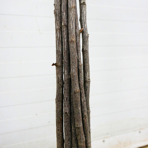 Porzeczko agrest na pniu w balocie