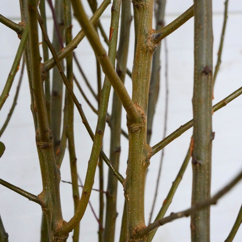 Śliwko-nektaryna START PACK