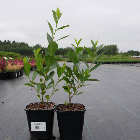 Aronia czarnoowocowa Hugin(C2)