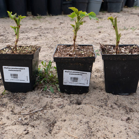 Malina promyk w doniczce