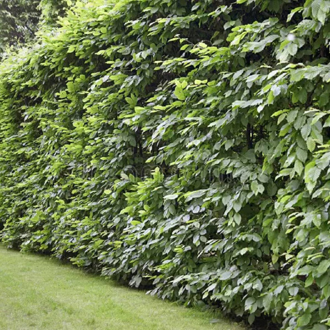 Żywopłot Klasyczna Osłona Grab Zestaw 10 Metrowy Plant Pack