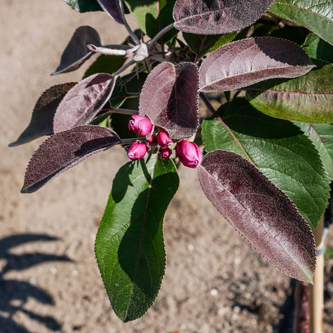 Jabłoń kolumnowa Galina MINI START PACK