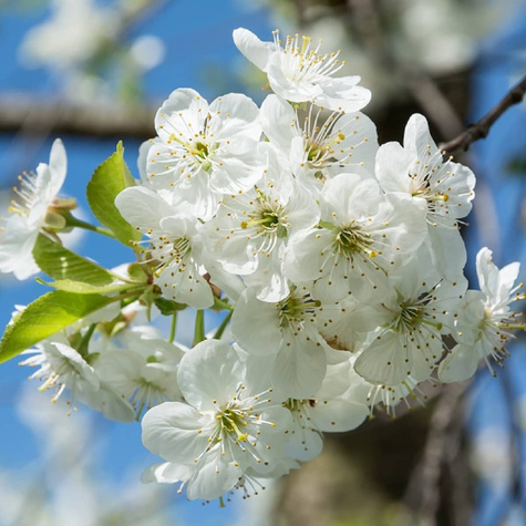 Wiśnia Szklanka Wielka stara odmiana START PACK