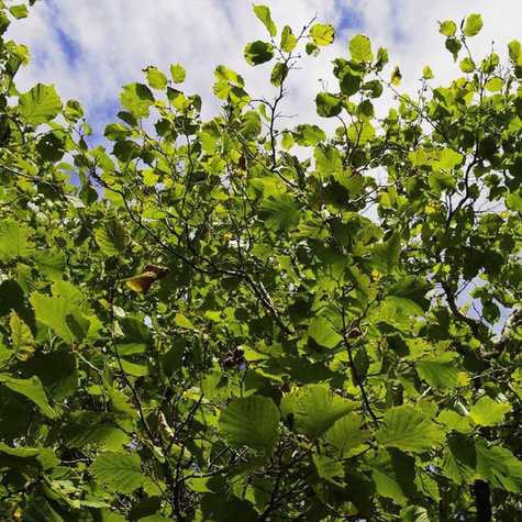 Orzech laskowy Joanna