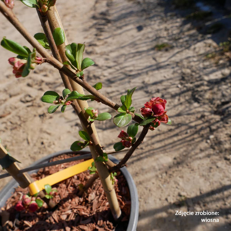 Pigwowiec okazały Orange Storm Pa 60