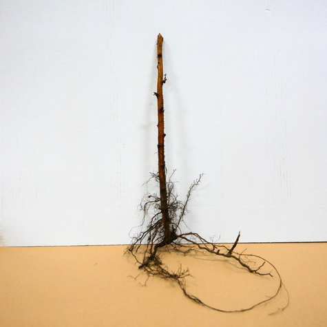 Malina czarna START PACK