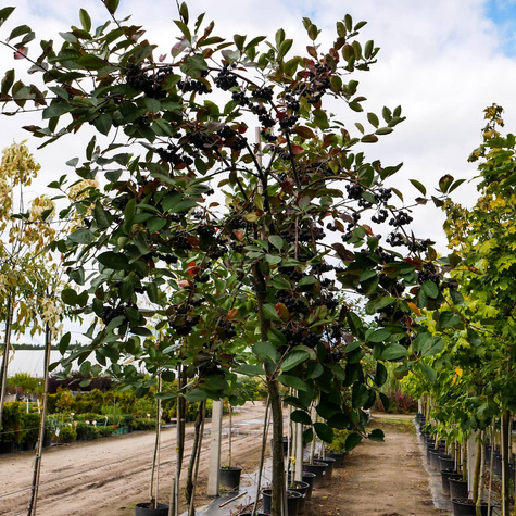 Aronia Czarna szczepiona na pniu (Pa 120-160, obw. 4/6, H-160/200)