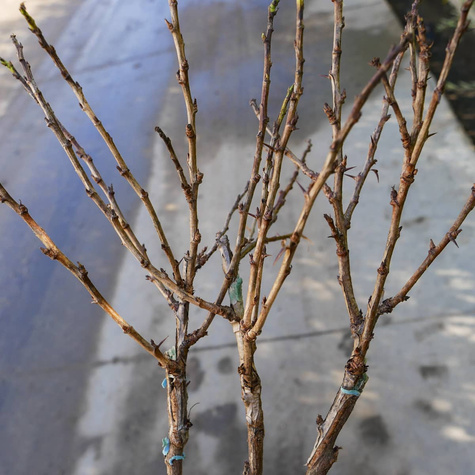 Agrest biały Triumf na pniu w balocie