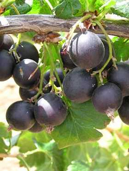 Porzeczko-agrest Josta na pniu w doniczce