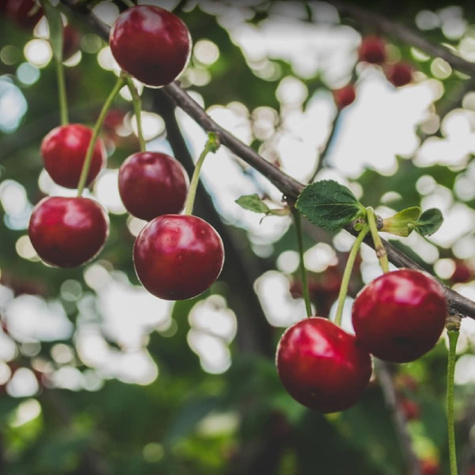 Wisnia Wolynska START PACK