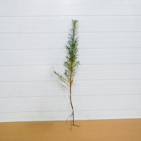 Daglezja Jedlica Szybko Rosnące Drzewo Iglaste Plant Pack