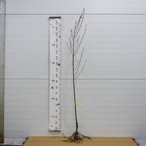 Brzoskwinia Elberta Start Pack