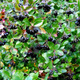 Aronia czarnoowocowa Revontuli Hedger w doniczce