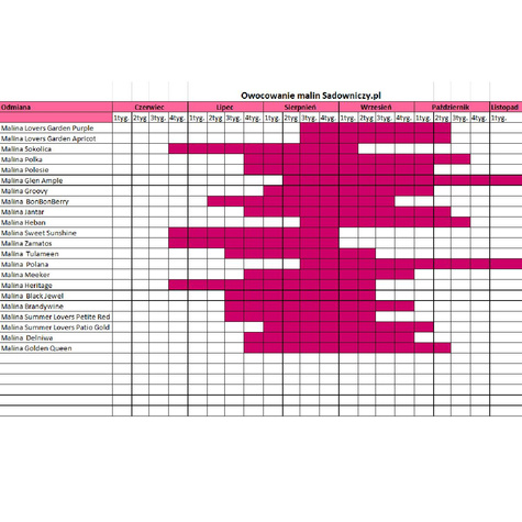 Malina czerwona Willamette (C2)