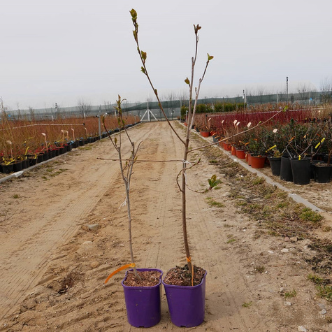 Aronia Czarnoowocowa Nero (C2)