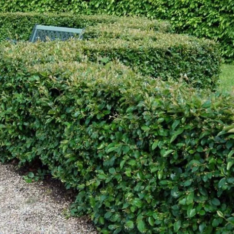 Irga błyszcząca Miododajna na żywopłot Plant Pack