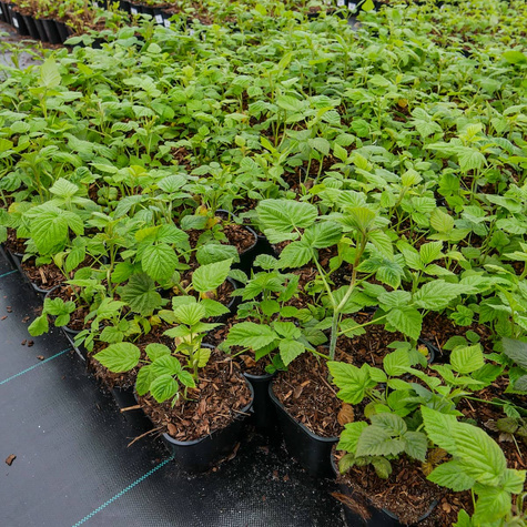 Malina czerwona Willamette (C2)