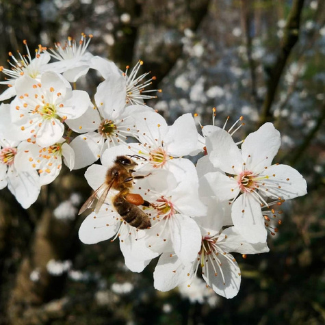 Śliwa Ałycza Na Żywopłot Obronny Mirabelka PREMIUM SADZONKA Plant Pack