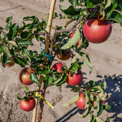 Jabłoń typu Idaredest START PACK