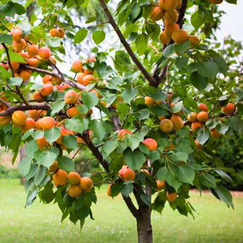 Morela Lescora START PACK