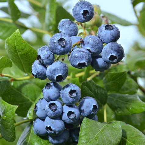 Borówka Zestaw 2 plennych odmian