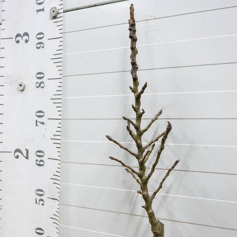 Mini Grusza karłowa karłowe Sunrise Plant Pack