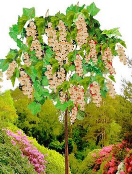 Porzeczka biała na pniu w balocie