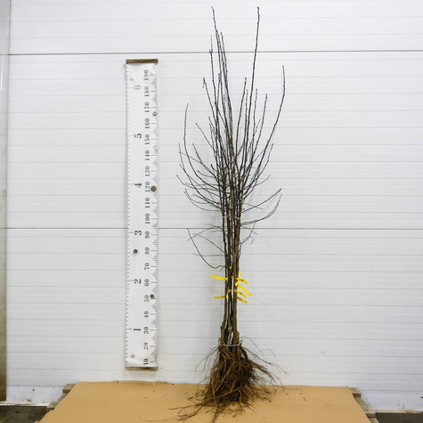 Śliwa typu Kalipso START PACK