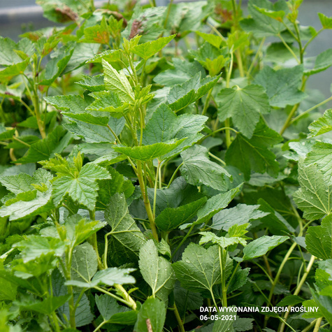 Porzeczka czerwona Patio Red w doniczce