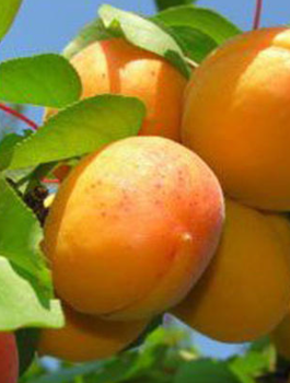 Morela Darina Późna START PACK