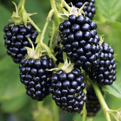 Jeżyna wielkoowocowa bezkolcowa Black Satin