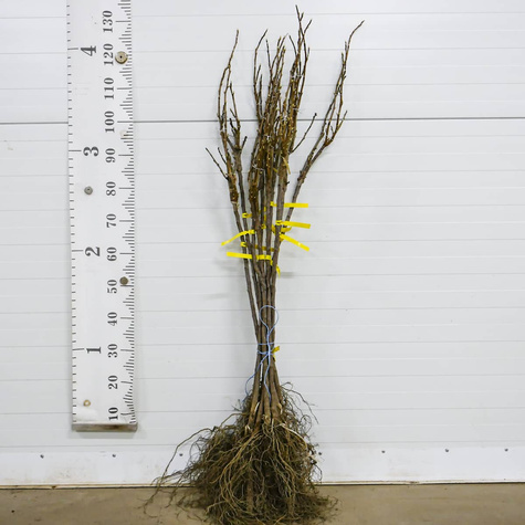 Duo porzeczka biało-czarna na pniu Start Pack