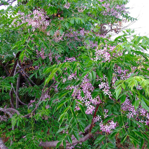 Drzewko Różańcowe Paciorkowe (C2)