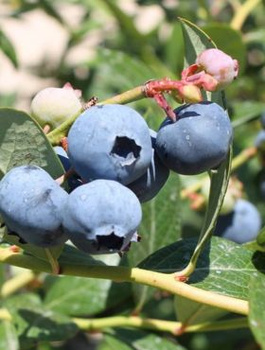 Borówka amerykańska NORTLAND (C2)