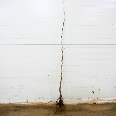 Grusza Paryżanka START PACK