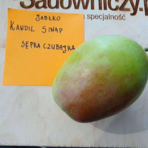 Jabłoń Kandil Sinap Sępka Czubajka START PACK