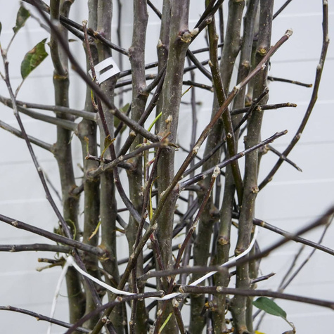 Jabłoń typu Jonagored Supra