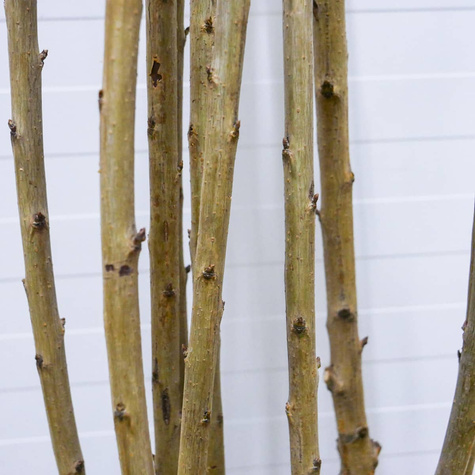 Czereśnia SAMOPŁODNA Staccato Samopylna START PACK