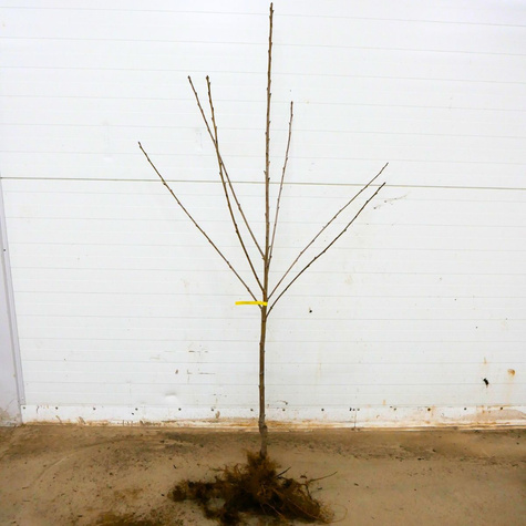 Czereśnia Christiana niezawodna odmiana Plant Pack