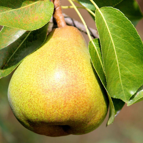 Grusza Patten w doniczce