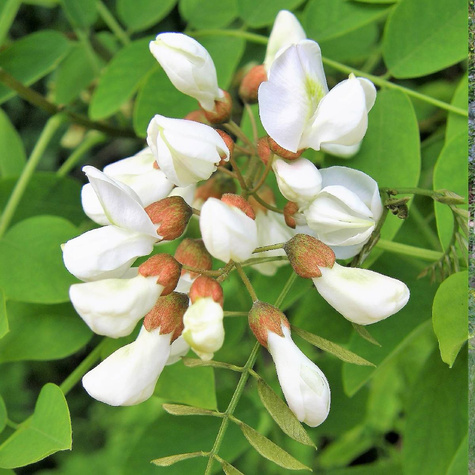 Grochodrzew Akacja Robinia pseudoakcja Plant Pack